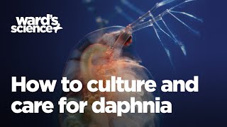 Caring and Culturing for Daphnia [upl. by Uela]