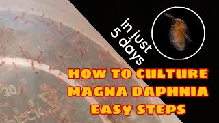 How to Culture Magna Daphnia Easily [upl. by Leber]