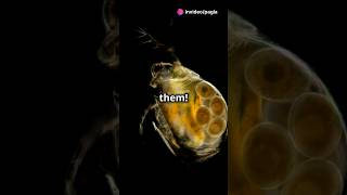 How to culture Daphnia for your Aquarium [upl. by Sukey670]