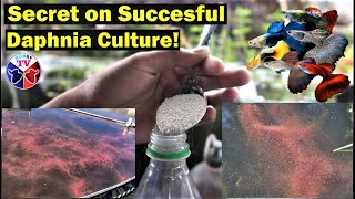 How to Culture Daphnia Successfully [upl. by Erdreid]