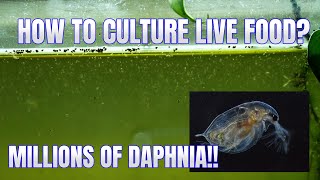 How to Culture Daphnia Secret Method to Breed MILLIONS  Simply Aquatic [upl. by Alderman]