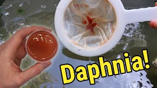 How I Culture Daphnia In Outdoor Tubs [upl. by Dnomaid]