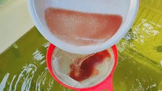 How to culture daphnia  Daphnia culture  How to grow daphnia outdoor [upl. by Launce]