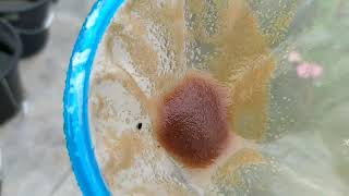 How to culture daphnia moina in a small container Part 1 English Subtitle [upl. by Rawde]