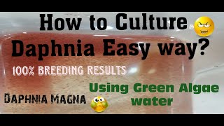 Daphnia MagnaHow to Culture Daphnia Easy wayCulturing Daphnia using Green water Daphnia [upl. by Sirama]