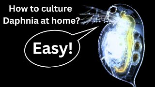 BEST Live Fish Food Beginner guide How to Culture Daphnia at home [upl. by Siesser278]