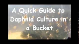 How to culture daphnia outside [upl. by Aiuqat663]