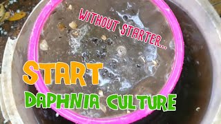 How to culture daphnia moina the easy way 1  Starting the Daphnia culture [upl. by Stagg]