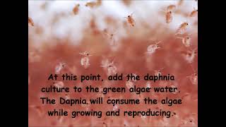 Daphnia  How to grow daphnia in your home [upl. by Fita]