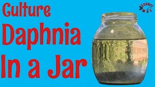 How to Culture Daphnia in a Jar [upl. by Ivan]