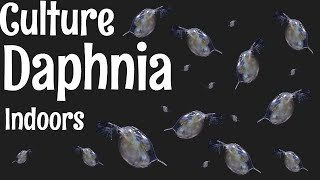 How to Culture Daphnia [upl. by Lorianne]