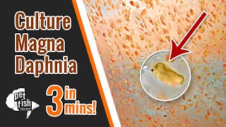 How to culture DAPHNIA MAGNA  The easy way [upl. by Whalen40]