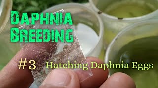 Daphnia Culture made simple and easy 3  Hatching Daphnia eggs [upl. by Annodam]