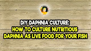 DIY Daphnia Culture How to Culture Nutritious Daphnia as Live Food for Your Fish [upl. by Mitzie]