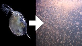 How I Culture Daphnia [upl. by Lucey]