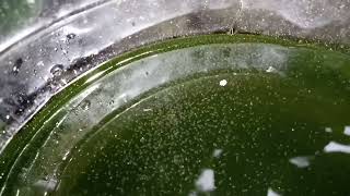 DAPHNIA MOINA CULTURE IN A SMALL BUCKET [upl. by Eiuqnimod]