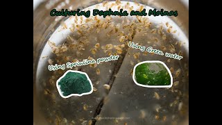 How To Culture Daphnia and Moinas using Green Water Spirulina powder [upl. by Lissner119]