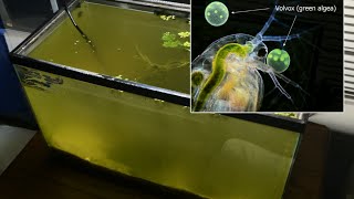 Raising Daphnia for the Freshwater Aquarium [upl. by Ettenwahs]