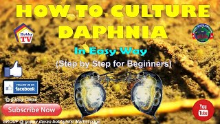 HOW TO CULTURE DAPHNIA In Easy Way [upl. by Errick]